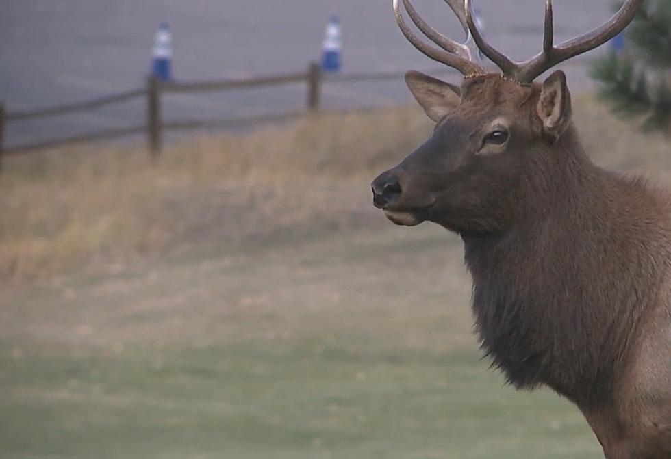 Bull Elk Charges Colorado Golfer, Cutting His Kidney in Half