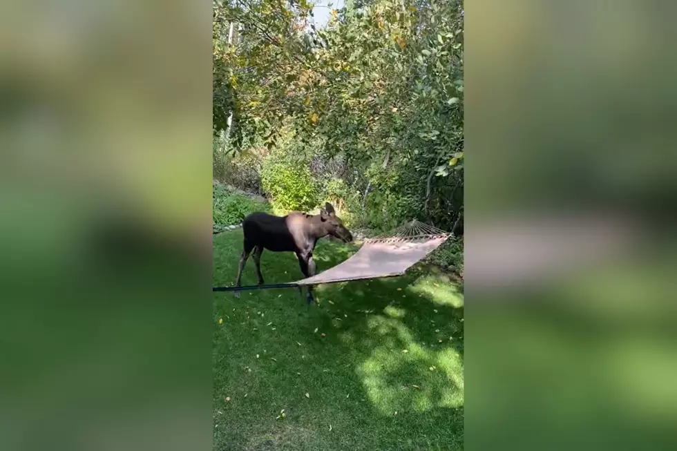 Utah Family Learns a Moose Family Has Taken Over Their Hammock