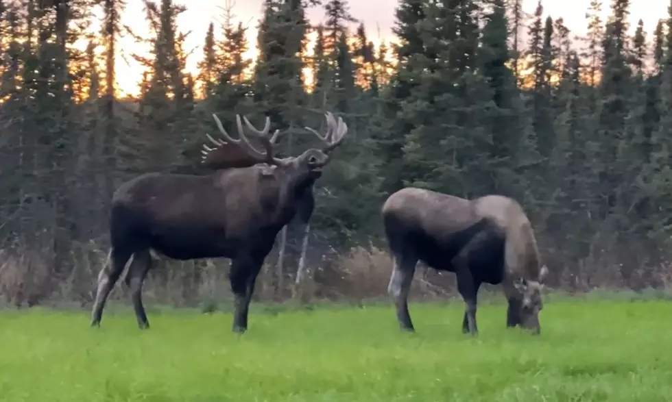 Watch a Bull Moose Try to Convince a Cow Moose That He’s the One