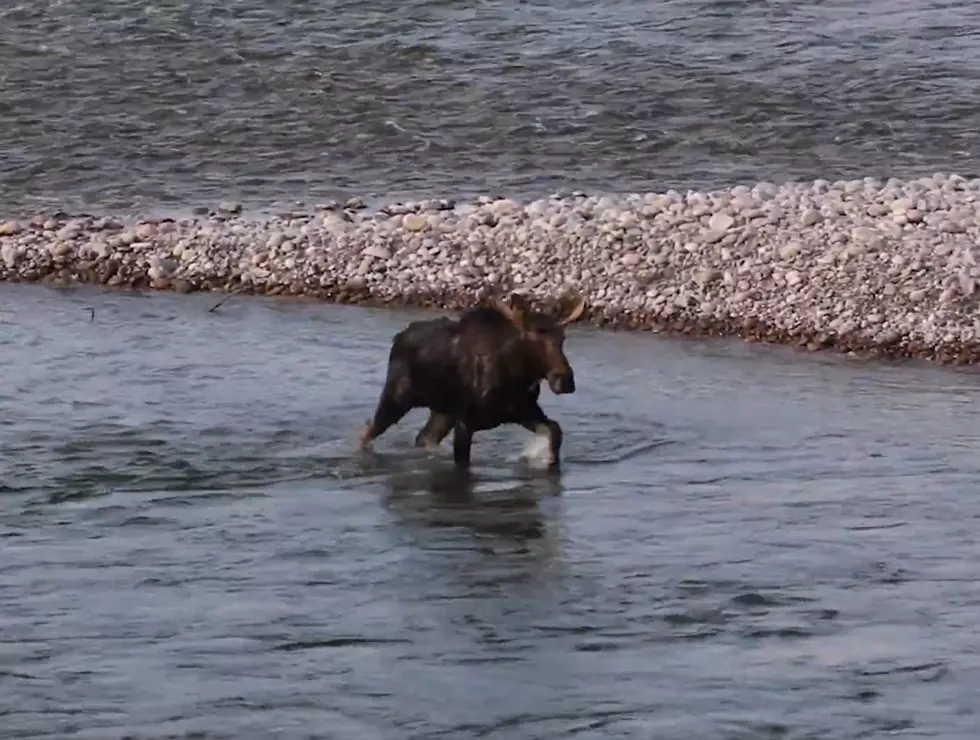 Snake River is No Match for a Bull Moose Chasing a Moose Cow