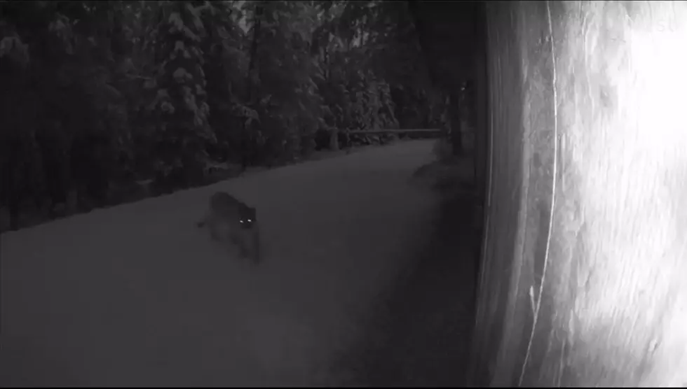 Nest Camera Shows Jackson Home Visited By Mountain Lion Family