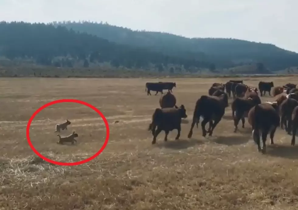 Be Inspired By This Video of Pugs Herding Cattle – Really