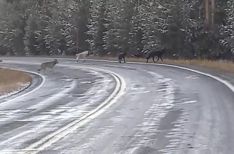 Watch a Family&#8217;s Yellowstone Drive Get Interrupted by a Wolf Pack