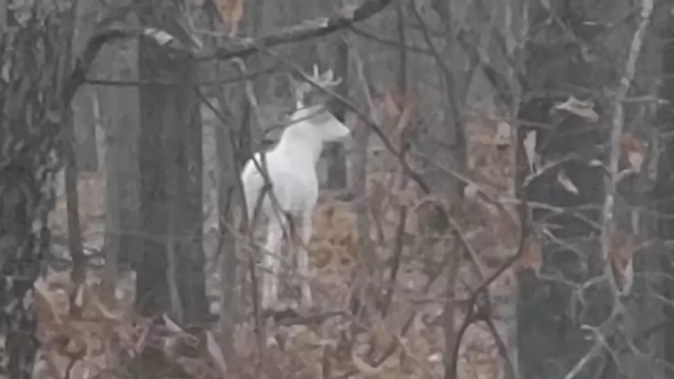 Wyoming Driver Captures Video of a Rare Albino Deer - Maybe