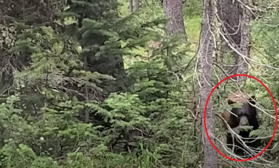 Watch a Hiker Meet a Bear on a Trail in Grand Teton National Park