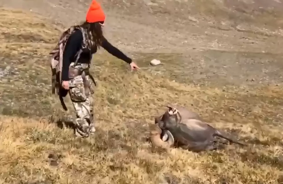 14 Year Old From Thayne, Wyoming Shoots Massive Big Horn Sheep