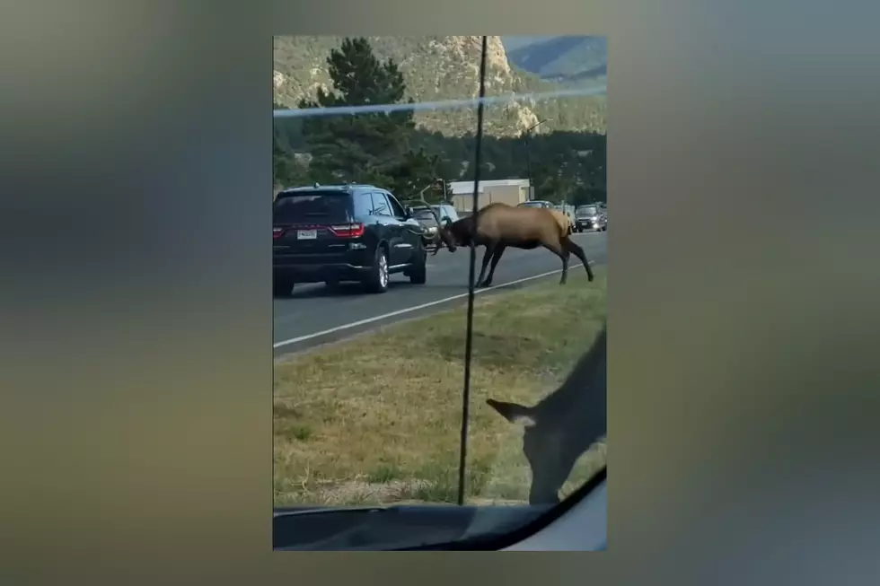 Watch an Estes Park Bull Elk Show 2 Family Vehicles Who’s Boss