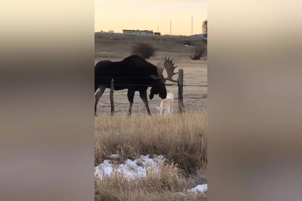Odd Couple: Watch a Dog Make Friends With a Monster Moose