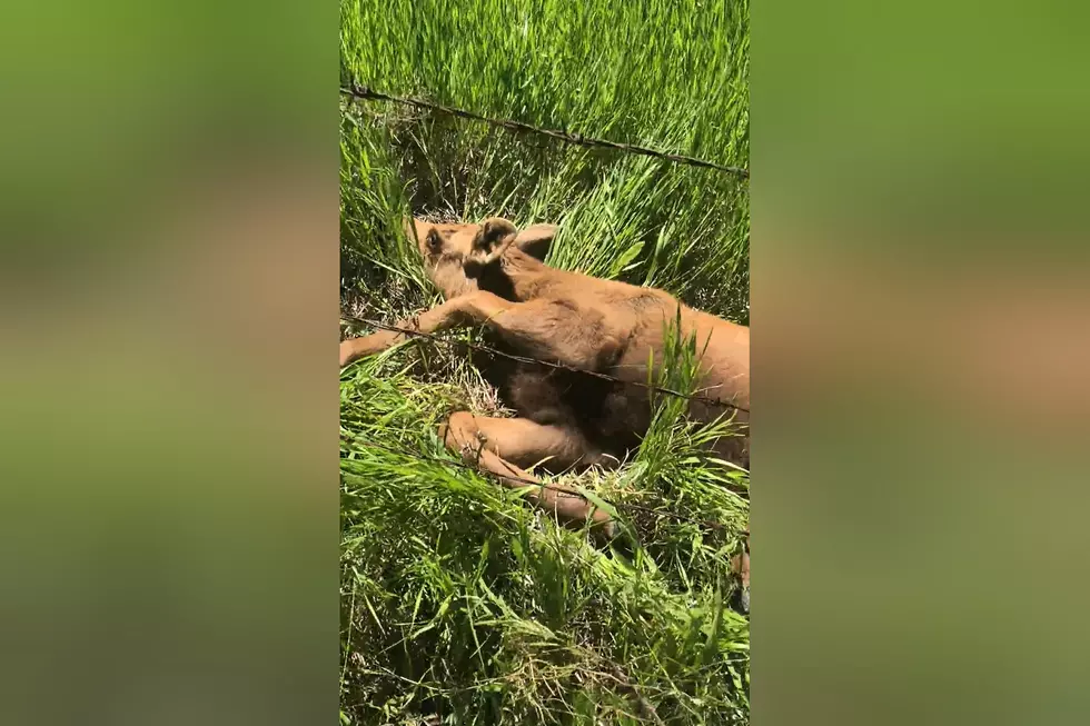 Watch a Hero Save a Baby Moose Stuck in a Barbed Wire Fence