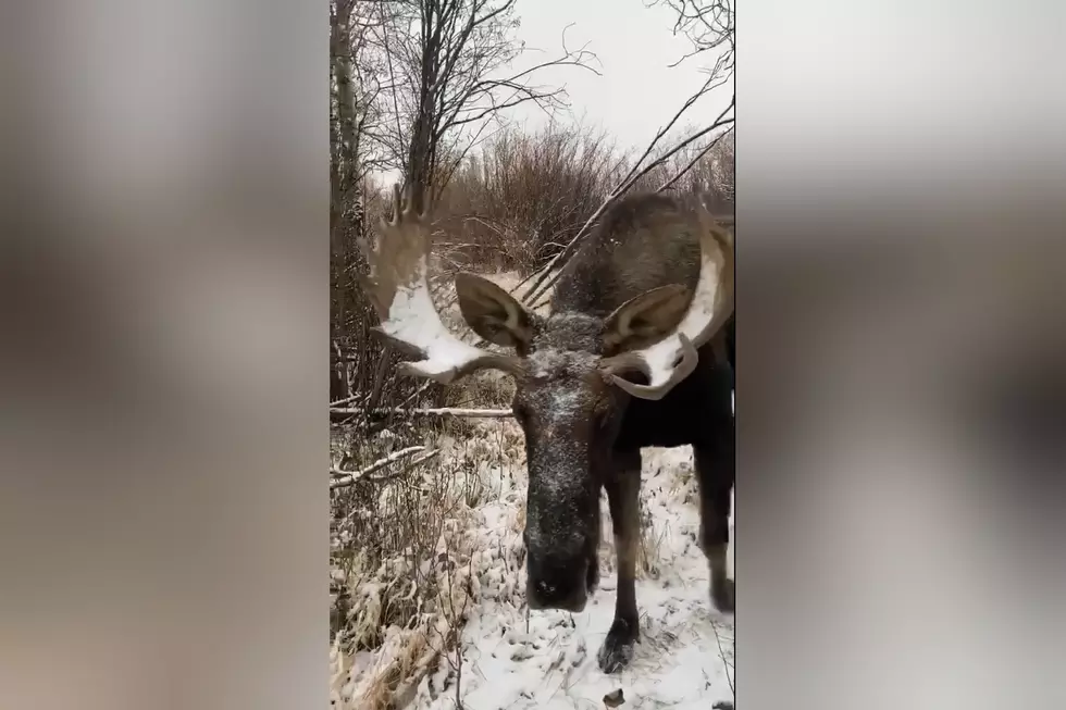 Watch a Montana Deer Hunter Get Sniffed By a Moose