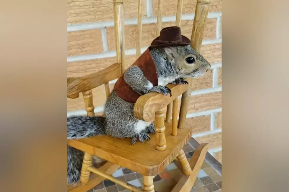 Yes, This is a Squirrel Cowboy Rocking in a Tiny Little Chair