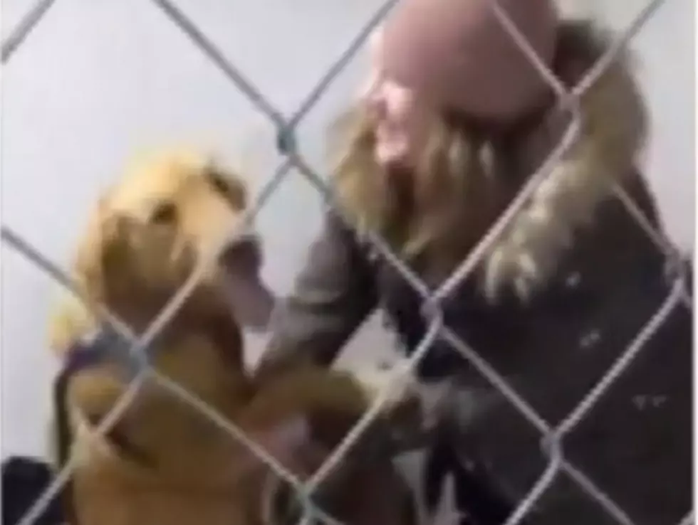 Dog Lost On Thanksgiving Reunited With Owner One Year Later