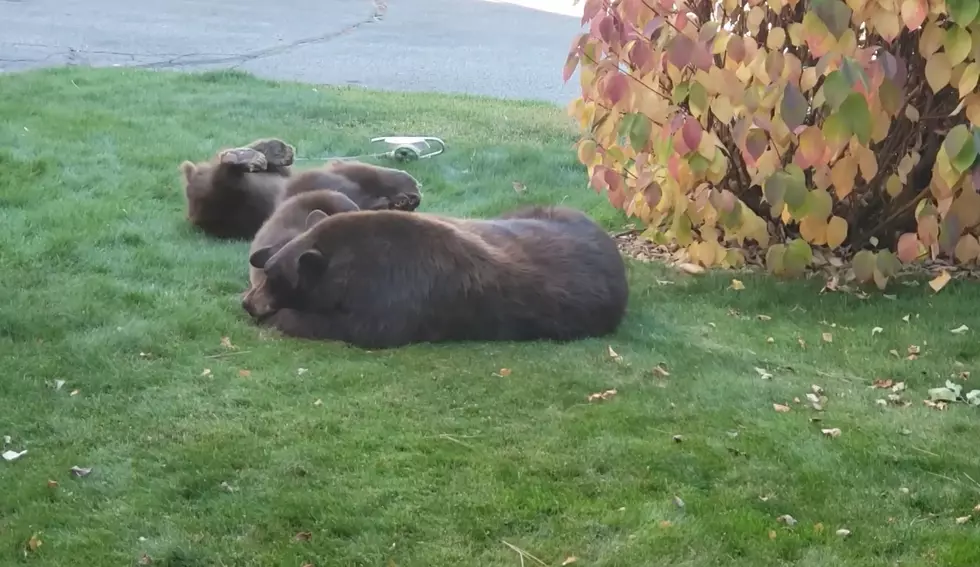 Excuse Me, But Do You Know You Have 3 Bears Napping in Your Yard?