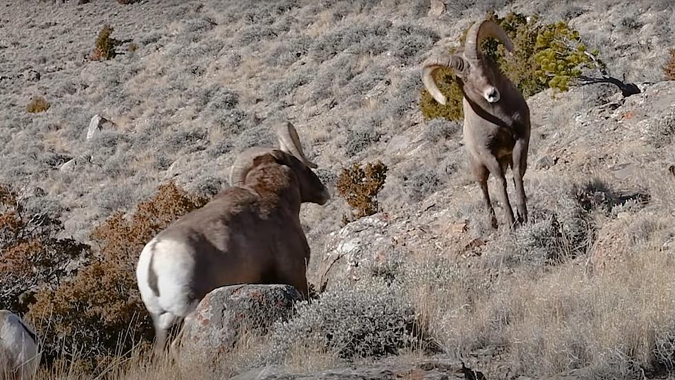 Nothing More Epic Than Watching Wyoming Bighorn Battle it Out