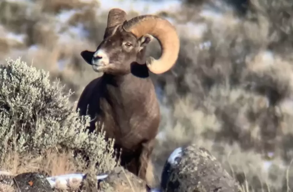 New Yellowstone Video Shows Bighorn Sheep Prepping for Winter