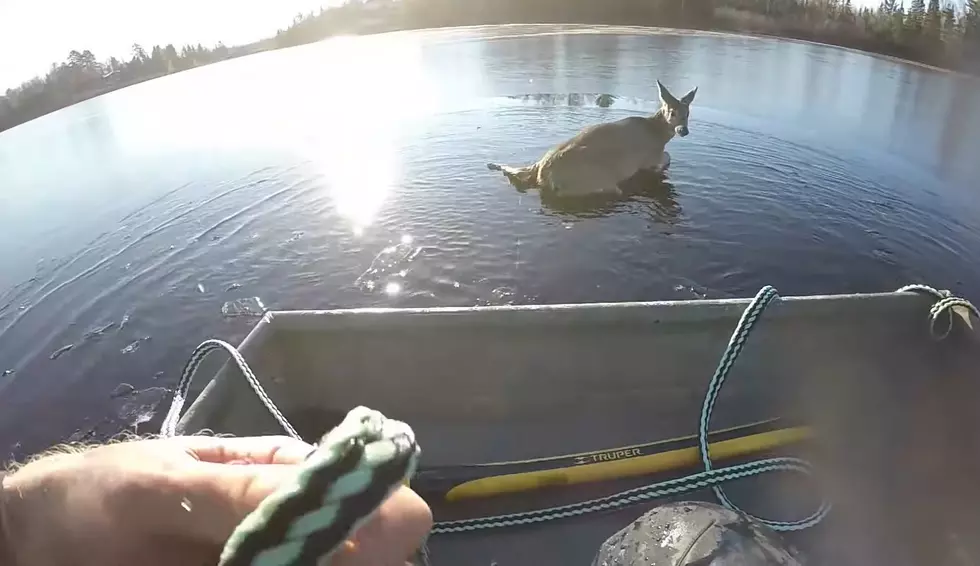 Watch a Hero Family Save a Deer Stuck in a Frozen Lake