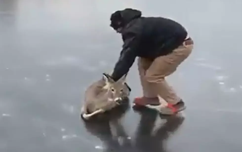 Man Rescuing Deer From A Frozen Pond Is The Perfect End to 2020