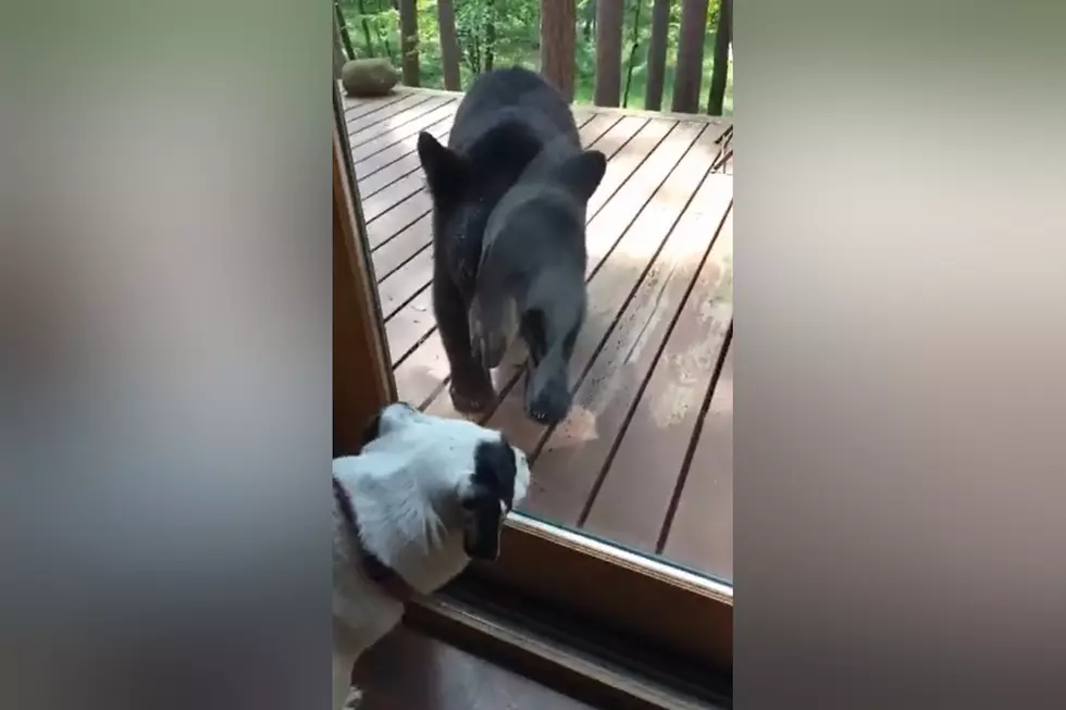 Enemies as Friends: Watch a Bear and Dog Make Nice at Back Door