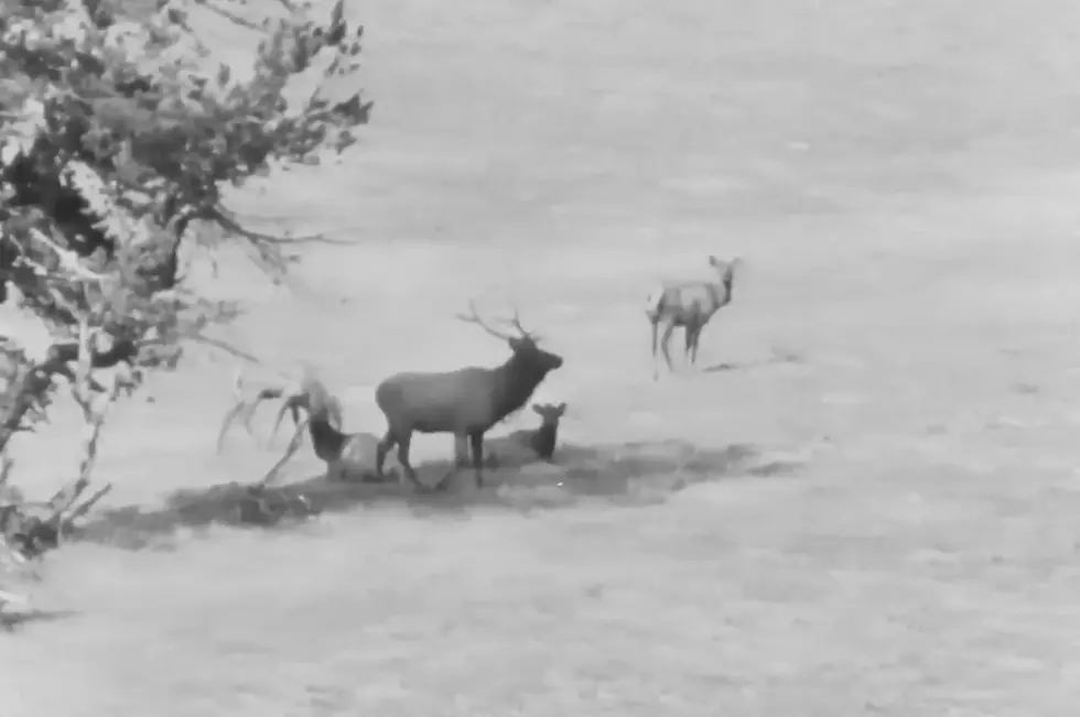 80-Year-Old Video Shows Jackson Hole When it Was Ruled By Elk