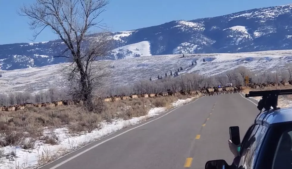 Watch Wyoming Traffic Get Stopped Cold By Miles and Miles of Elk