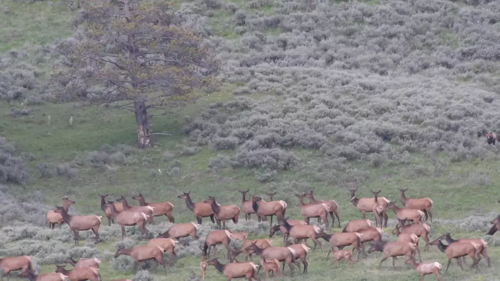 See if You Can Spot the Hungry Grizzly Hunting Elk in this Video