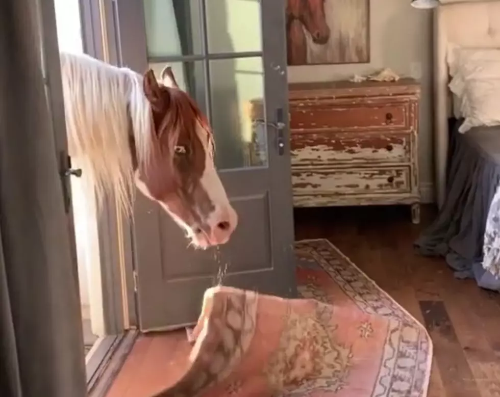 This Horse Decided to Help Their Owner Redecorate a Home