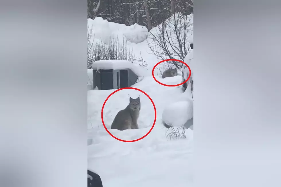 Woman Shares Video of a Staring Contest With Lynx in Her Backyard
