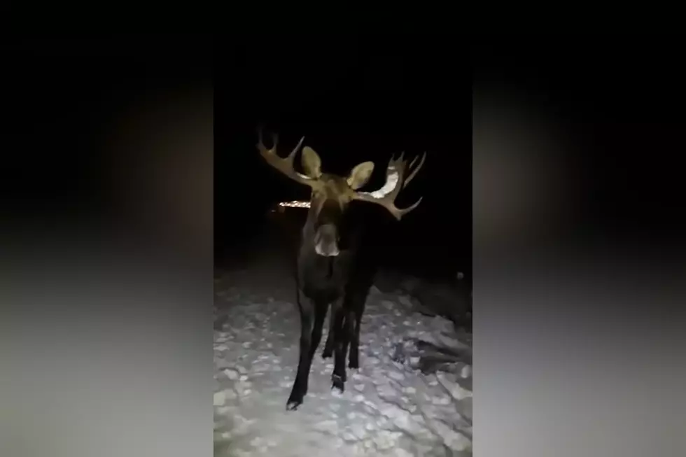 Man on a Calm Night Walk Runs Into a Monster Moose Who Won’t Move