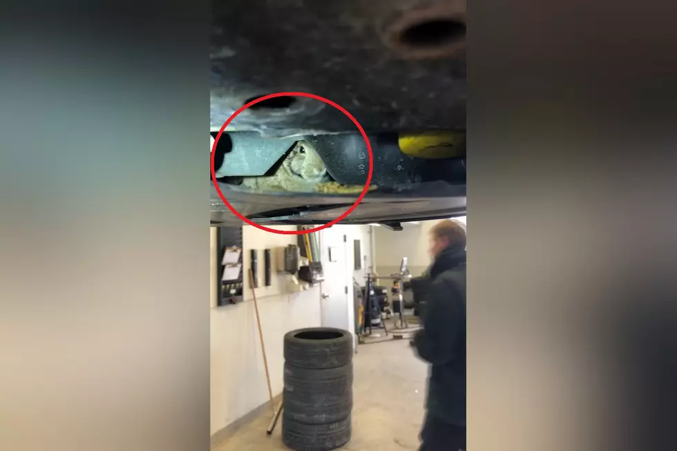 Mechanic Shares Video of a Rabbit He Found Trapped in a Car