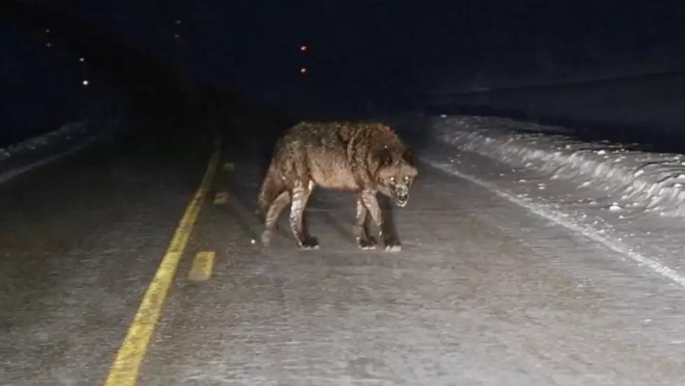 Watch What Some Thought Was a Werewolf in Yellowstone Years Ago