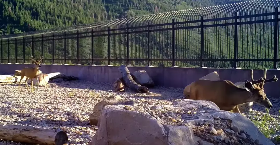 New Video Shows Wildlife Really Are Using Overpass Bridges