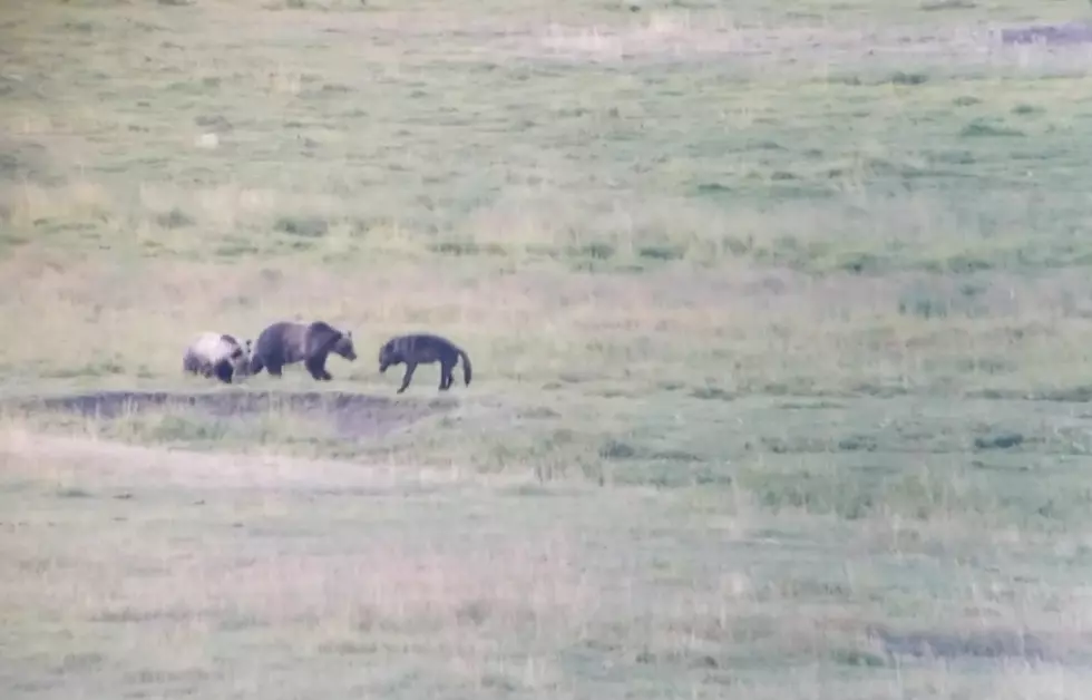 New Video Shows Yellowstone Wolf and Grizzlies Playing Together