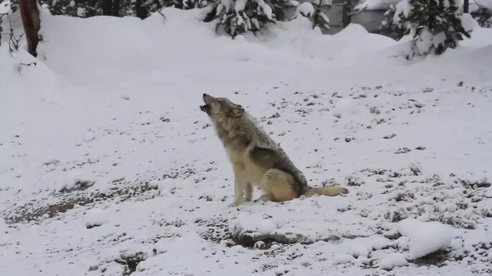 Report: Yellowstone’s Wapiti Wolf Pack Alpha Female Has Died