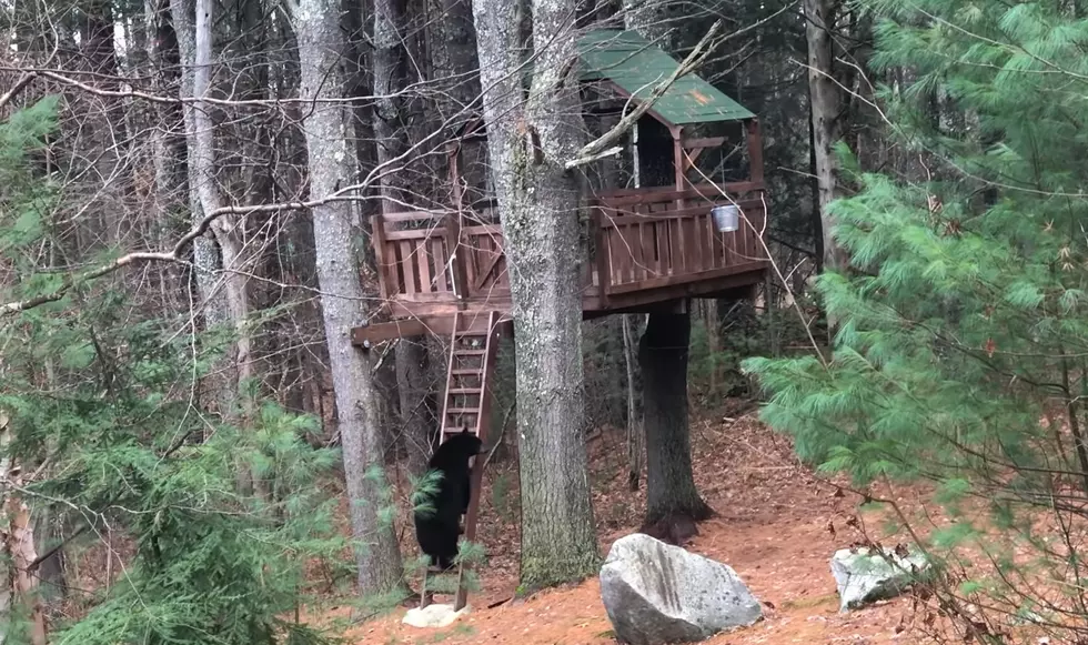 Family Shares Video of the Bear that Took Over Kid's Treehouse
