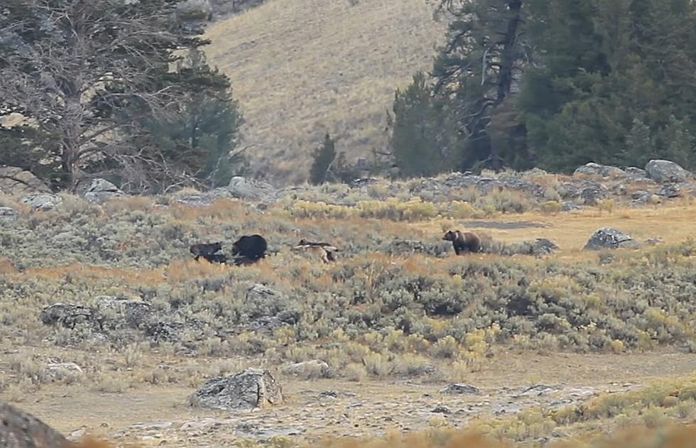 Yellowstone Flashback: When 2 Grizzlies Took on 7 Wolves