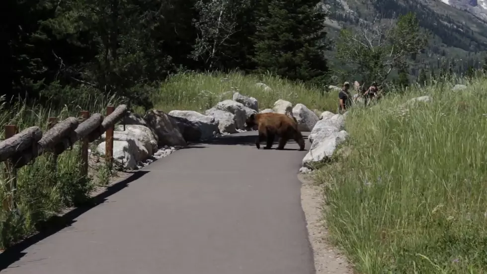 British Guys in Wyoming Learn Singing Does NOT Keep Bears Away