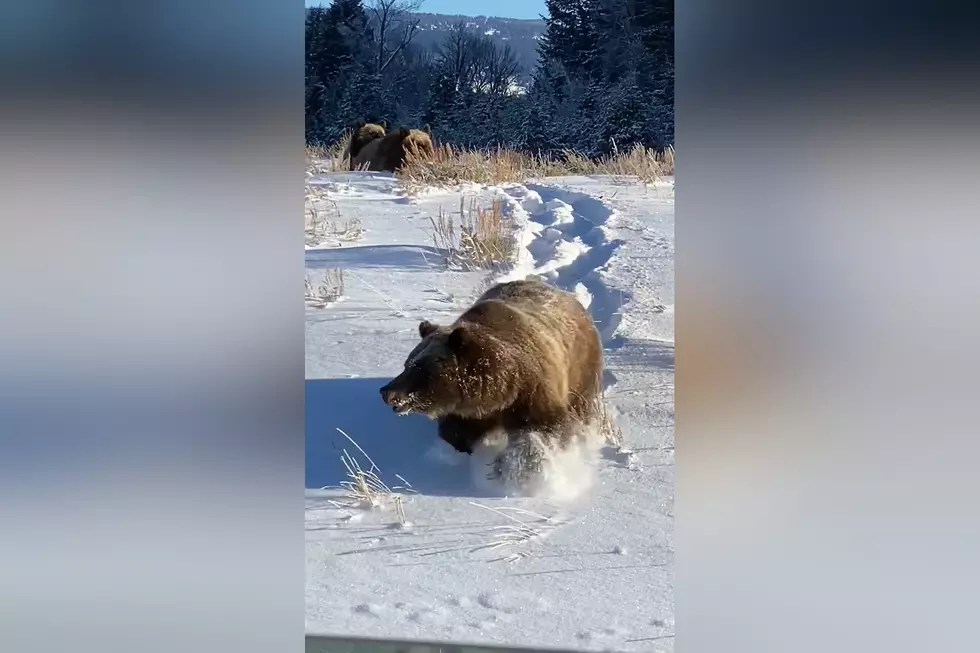 Driver Shares Video of Grizzly 399 and Her Cubs Near Jackson