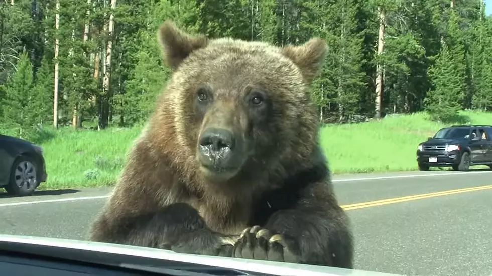 Yellowstone Flashback: That Fun Time a Grizzly “Attacked” a Car