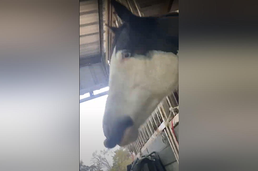 Watch a Horse Put on a Special Musical Performance