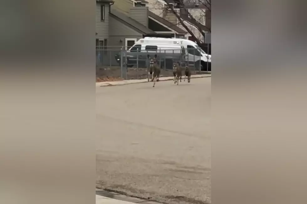 Video Shows Idaho Apparently Has Amazingly Synchronized Deer