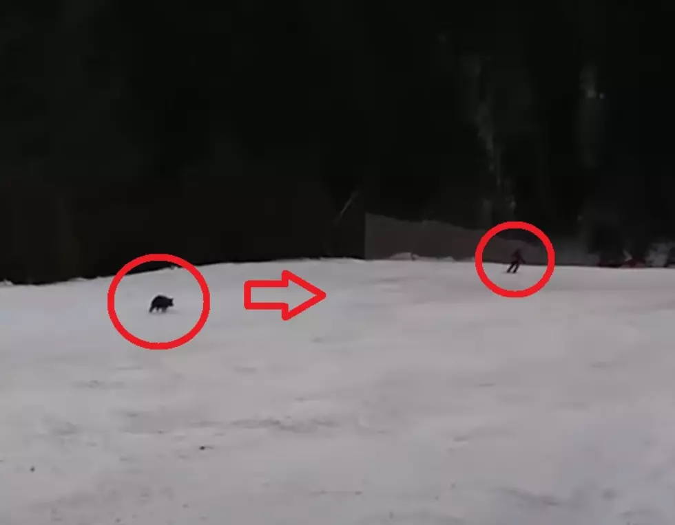 Watch the Intense Moment When a Skier Was Chased By a Bear