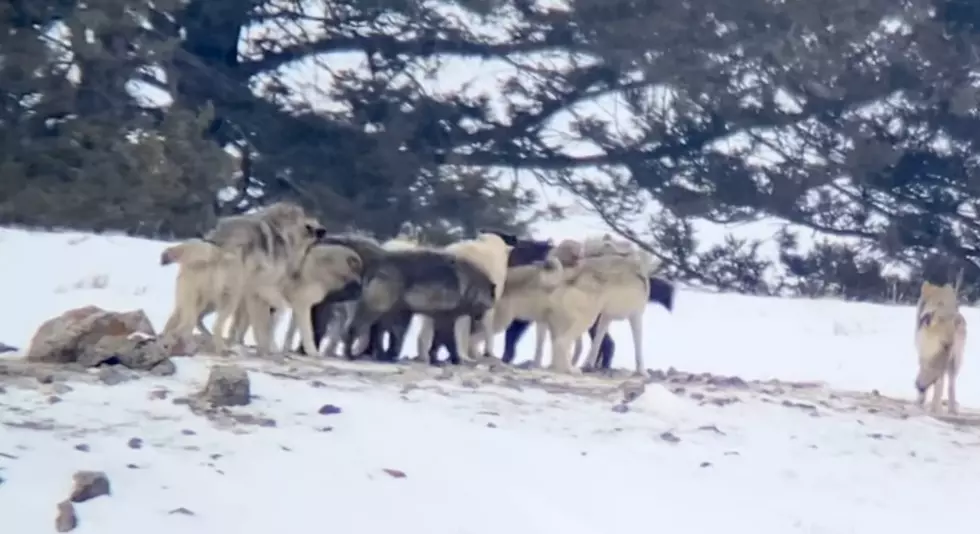 Guide Shares New Up-Close Video of Yellowstone’s Wapiti Wolf Pack