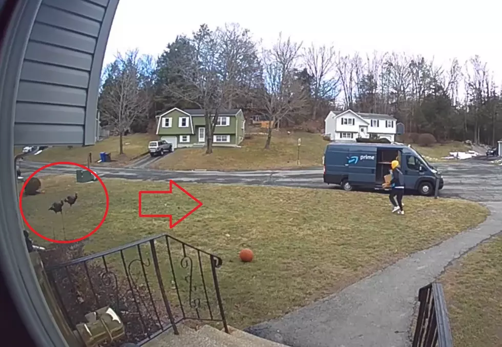 Watch Wild Turkeys Show a Delivery Guy Who’s Really Boss