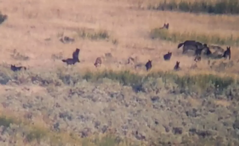 Videos Show New Wolf Pups in Yellowstone's Junction Butte Pack