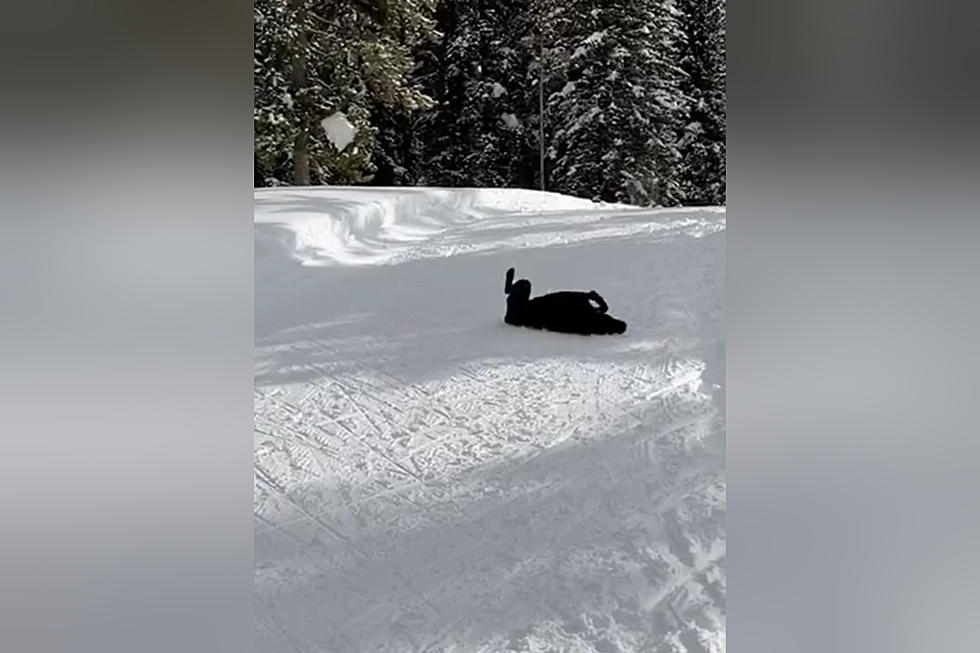 Watch a Wyoming Dog Throw Himself Down a Snowy Hill