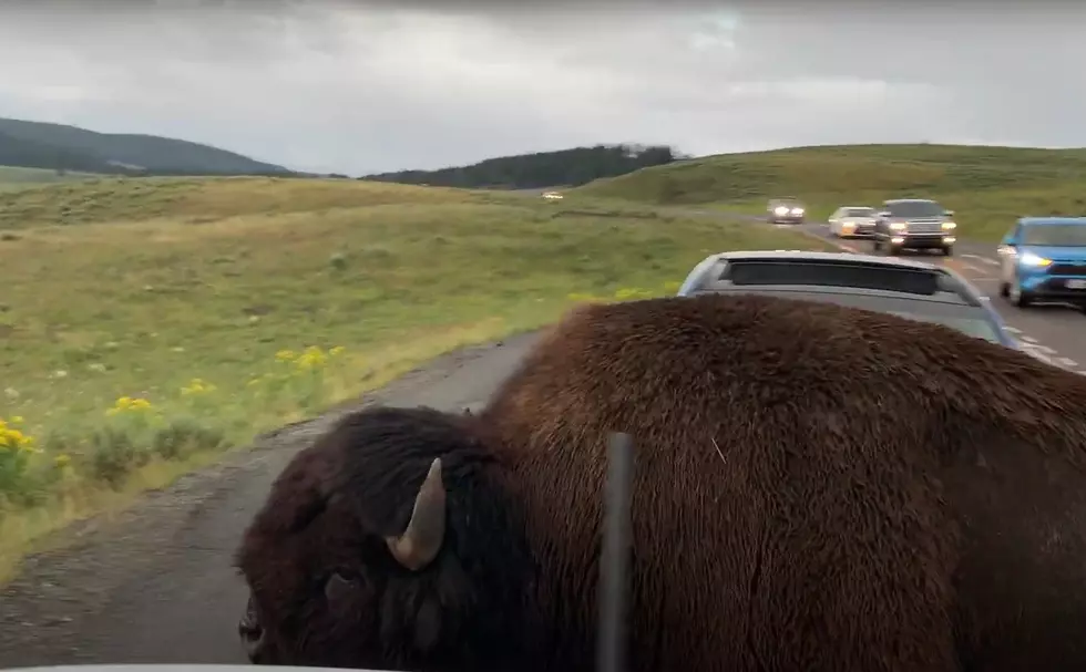 Big Bison Shows Yellowstone Tourist How Small Their Car Really Is