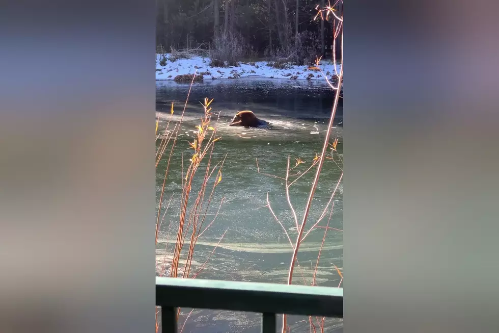 Watch a Bear Fall Through Thin Ice (But He’s Just Fine)