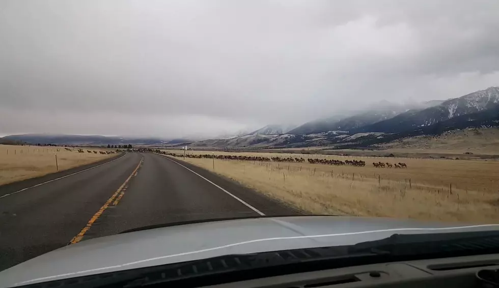 Funny Video Shows Elk Hunter Getting Stopped By Hundreds of Elk