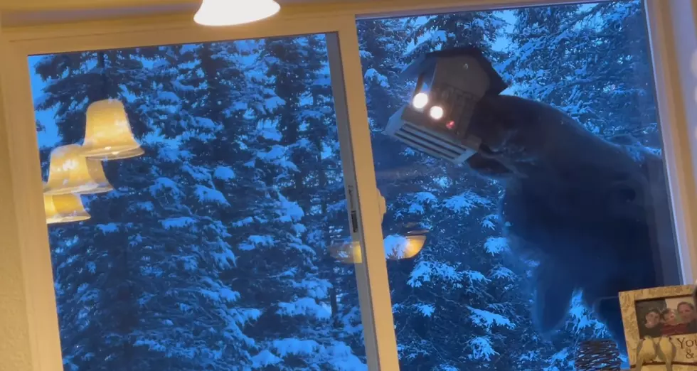 Family Looks Out Window, Sees Moose Eating Their Bird Feeder