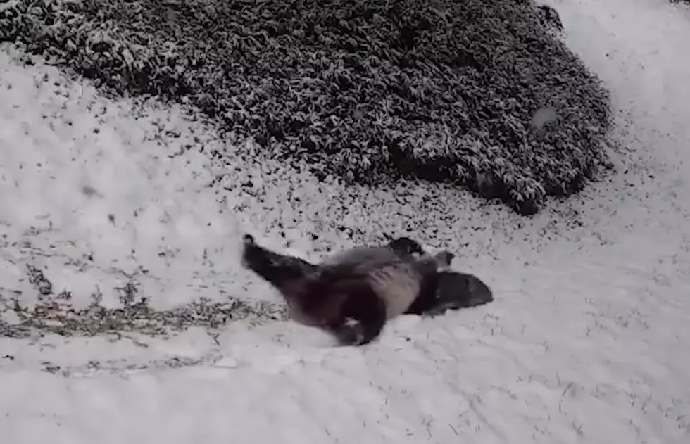 Happiness is Watching Giant Pandas Sliding Down Snowy Hills